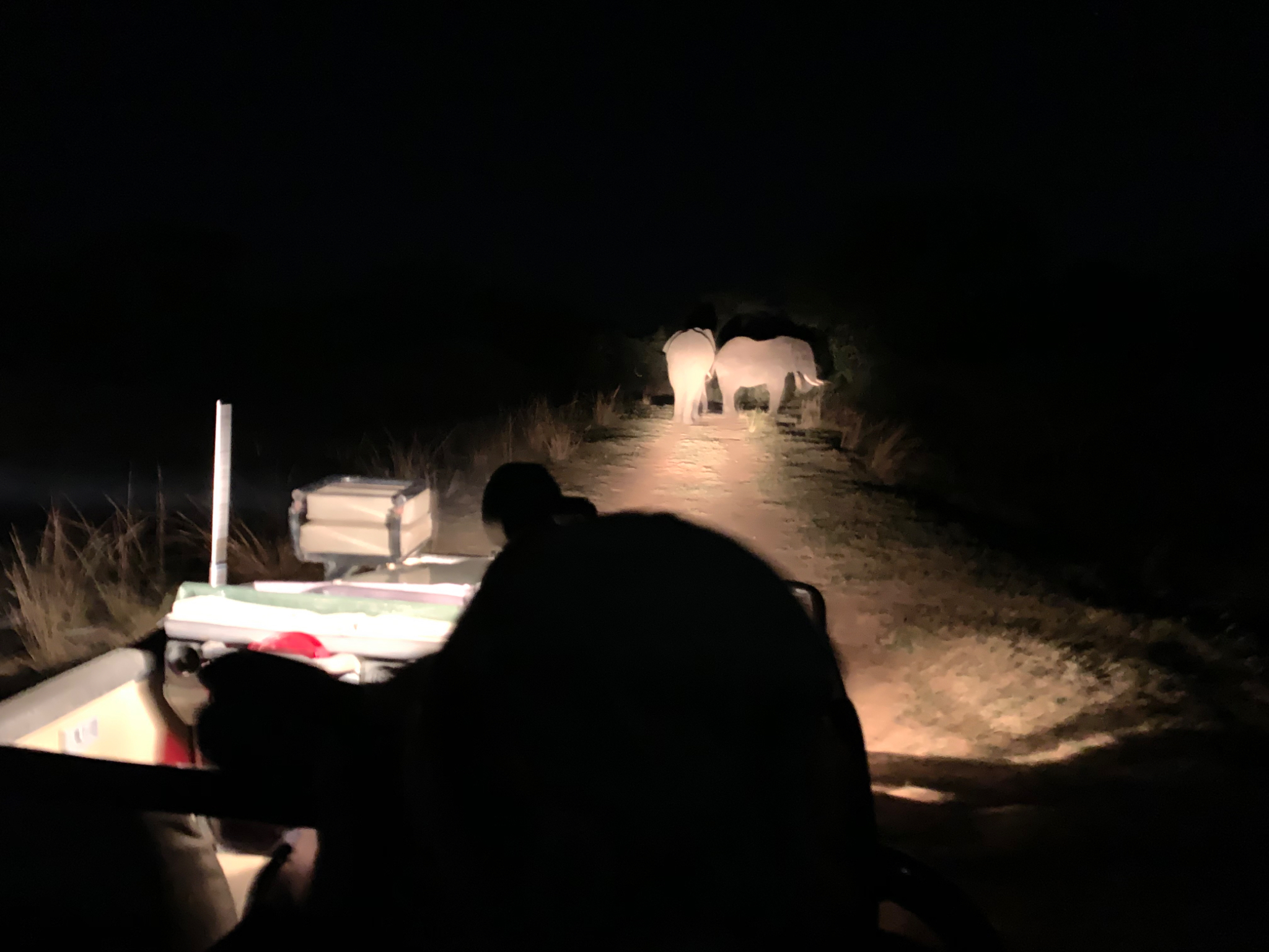 Elephants during night drive